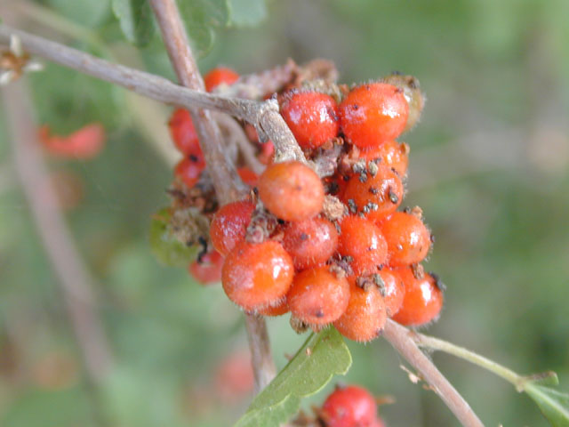 Rhus aromatica (Fragrant sumac) #13810