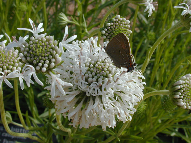 Marshallia caespitosa (Barbara's-buttons) #13826