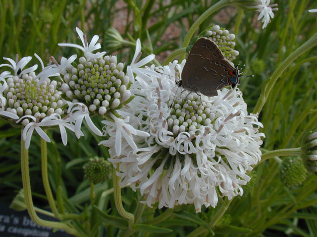 Marshallia caespitosa (Barbara's-buttons) #13827