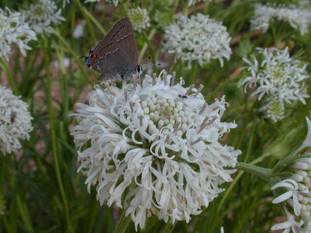 Marshallia caespitosa (Barbara's-buttons) #13828