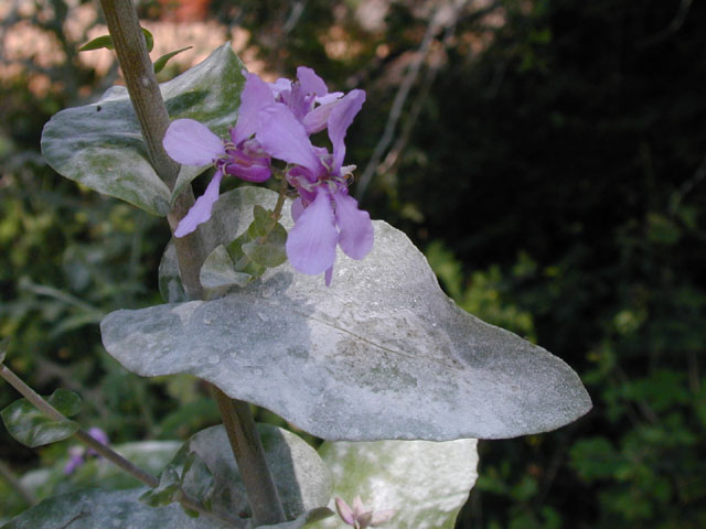 Streptanthus bracteatus (Bracted twistflower) #13847