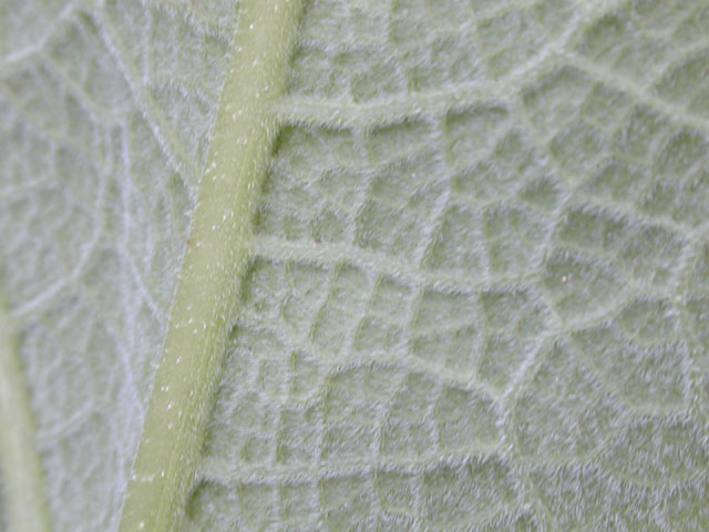 Cucurbita foetidissima (Stinking gourd) #13870