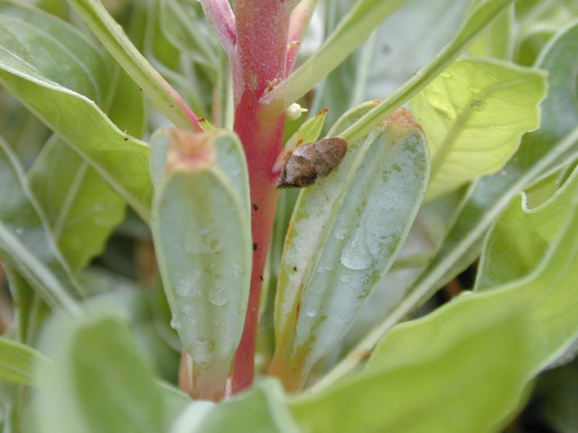 Oenothera macrocarpa ssp. macrocarpa (Bigfruit evening-primrose) #13887