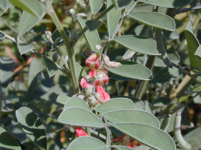 Indigofera lindheimeriana (Lindheimer's indigo) #13932