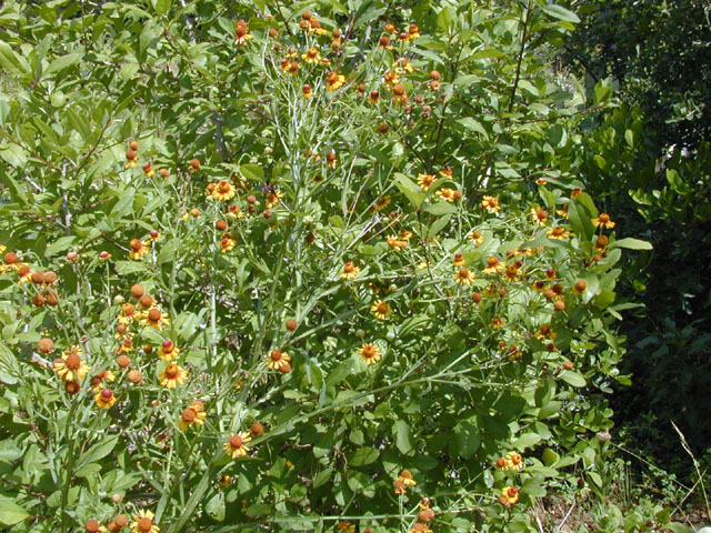 Helenium quadridentatum (Longdisk sneezeweed) #13989