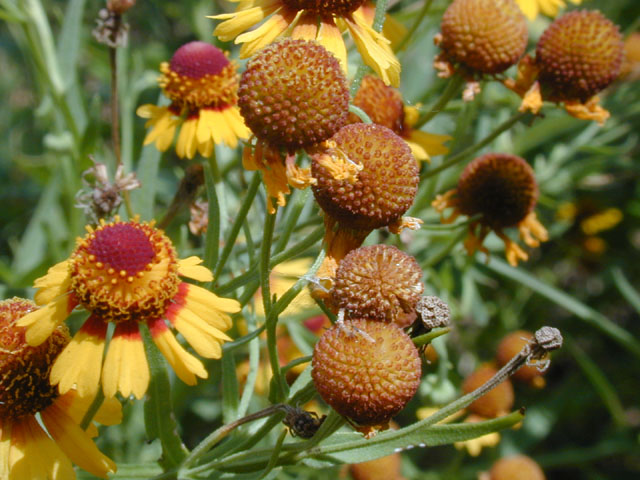 Helenium quadridentatum (Longdisk sneezeweed) #13991