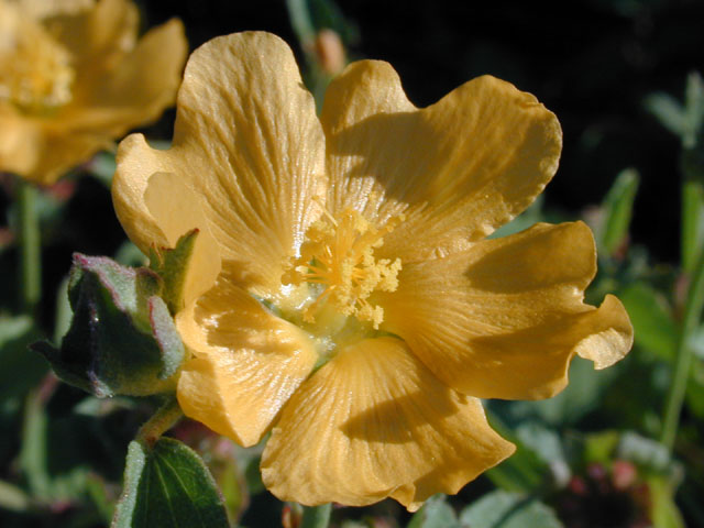 Malvastrum aurantiacum (Wright's false mallow) #14033