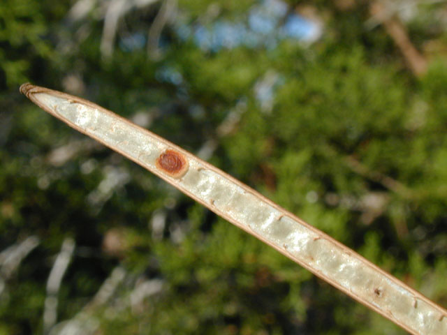 Streptanthus bracteatus (Bracted twistflower) #14036