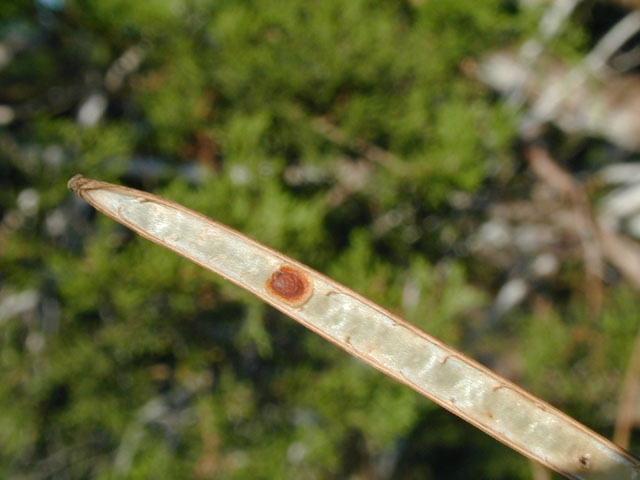 Streptanthus bracteatus (Bracted twistflower) #14037