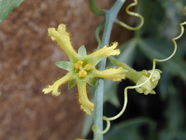 Ibervillea lindheimeri (Balsam gourd) #14054