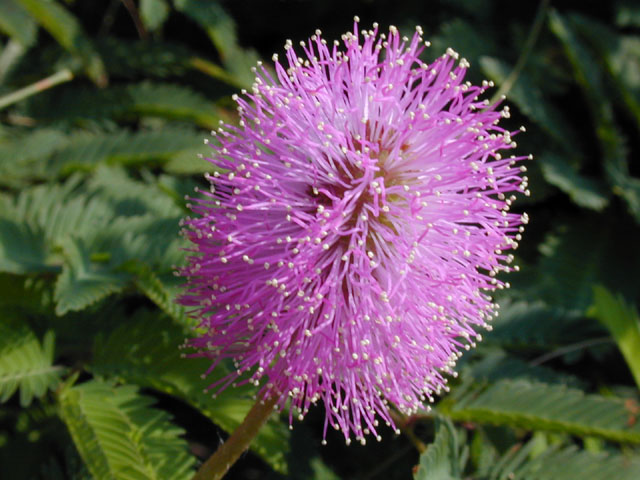 Mimosa strigillosa (Powderpuff) #14069