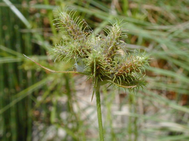 Fuirena squarrosa (Hairy umbrella sedge) #14089