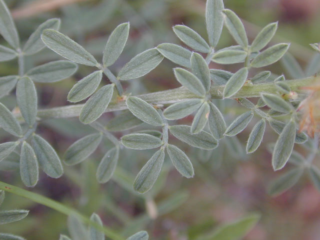 Dalea aurea (Golden dalea) #14100