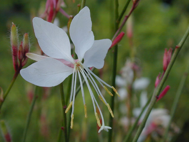 Oenothera lindheimeri (White gaura) #14128