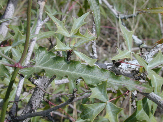 Funastrum crispum (Wavyleaf twinevine) #14223