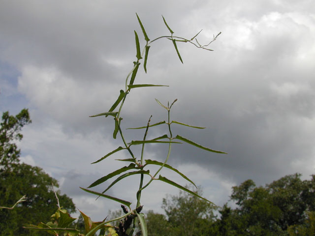 Funastrum crispum (Wavyleaf twinevine) #14225