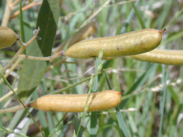 Senna roemeriana (Twoleaf senna) #14274