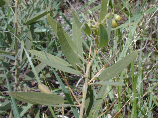 Senna roemeriana (Twoleaf senna) #14275