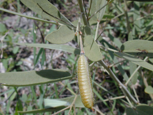 Senna roemeriana (Twoleaf senna) #14276