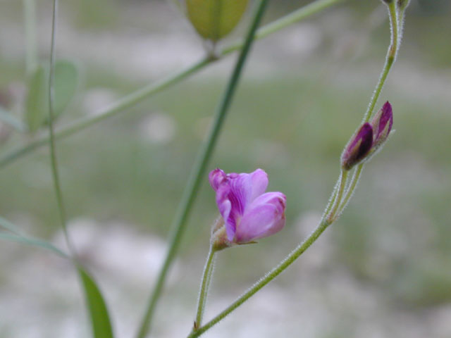 Galactia canescens (Hoary milkpea) #14295