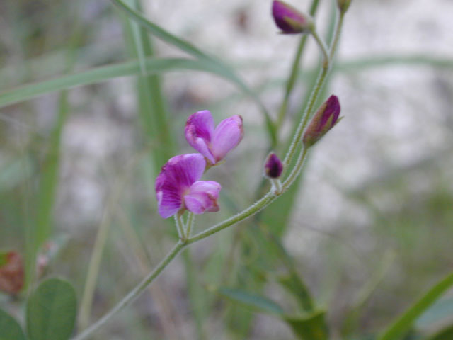 Galactia canescens (Hoary milkpea) #14296