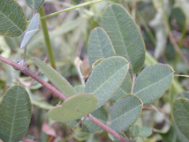 Galactia canescens (Hoary milkpea) #14297