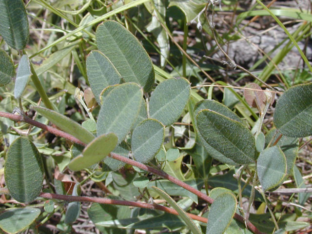 Galactia canescens (Hoary milkpea) #14298