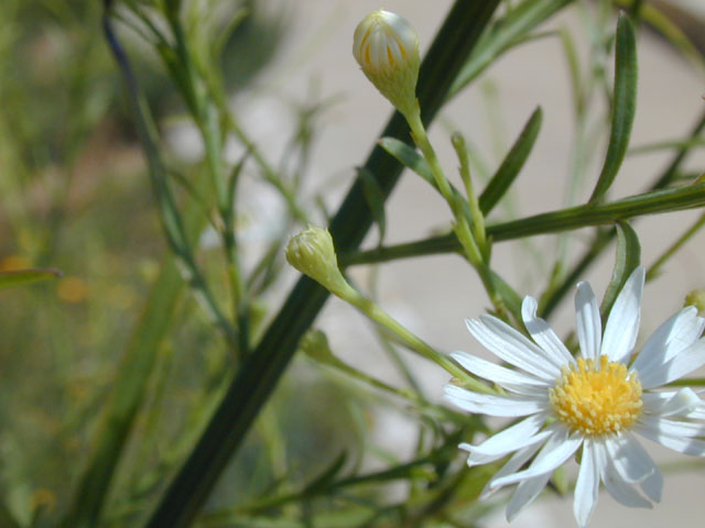 Boltonia diffusa var. diffusa (Smallhead doll's daisy) #14323