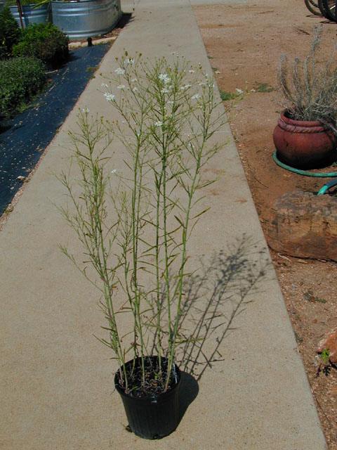 Boltonia diffusa var. diffusa (Smallhead doll's daisy) #14326