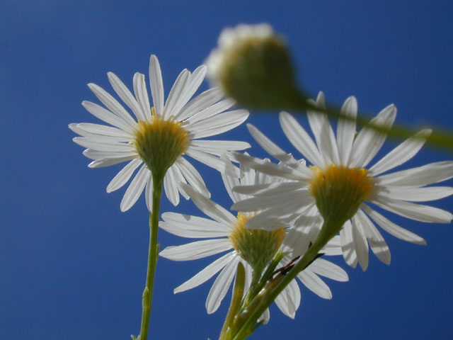 Boltonia diffusa var. diffusa (Smallhead doll's daisy) #14333