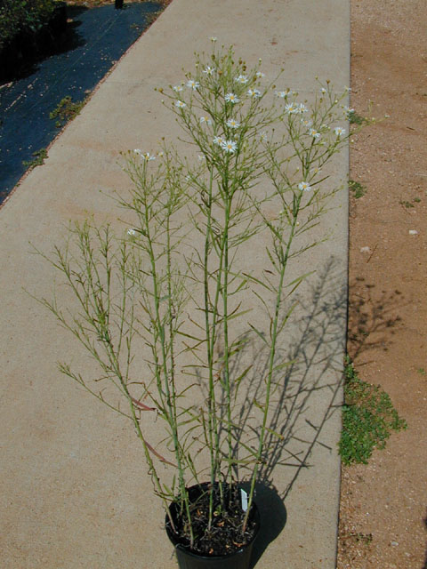 Boltonia diffusa var. diffusa (Smallhead doll's daisy) #14340