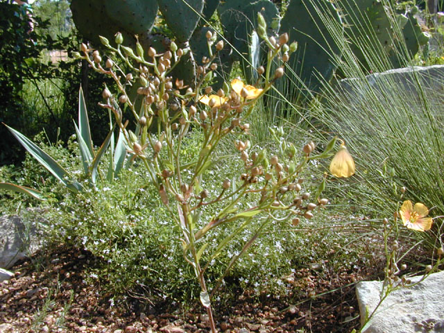 Linum berlandieri var. berlandieri (Berlandier's yellow flax) #14381