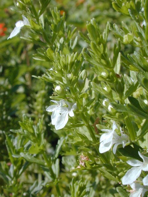 Teucrium cubense (Small coastal germander) #14384