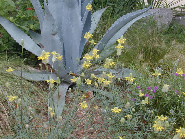 Dalea aurea (Golden dalea) #14448