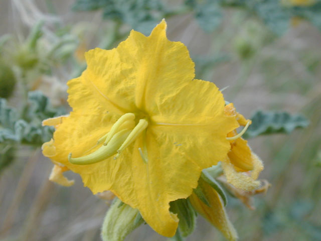 Solanum rostratum (Buffalo bur) #14455