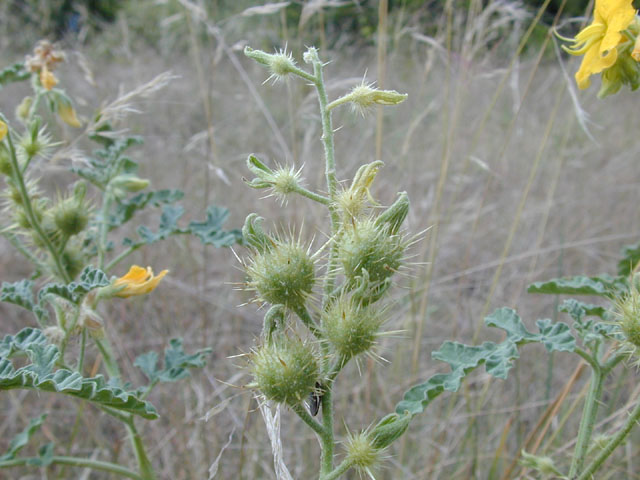 Solanum rostratum (Buffalo bur) #14456