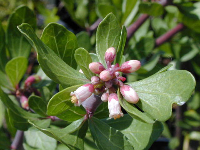 Jatropha dioica var. dioica (Leatherstem) #14539