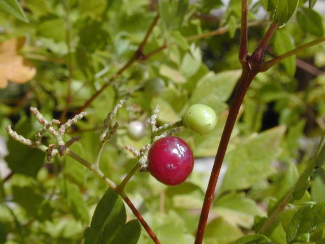 Nekemias arborea (Peppervine) #14552