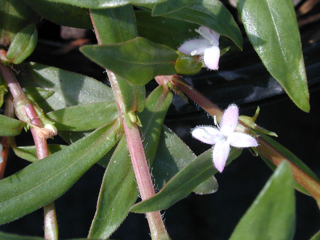 Diodia virginiana (Virginia buttonweed) #14557