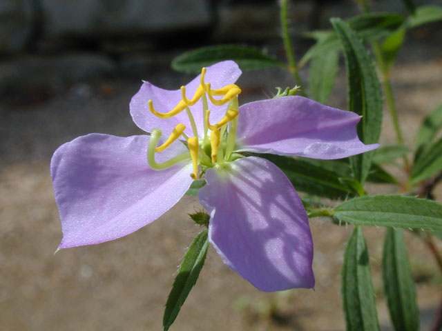 Rhexia mariana var. mariana (Maryland meadow beauty) #14559