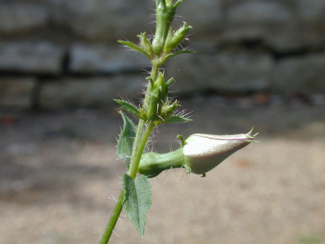 Rhexia mariana var. mariana (Maryland meadow beauty) #14561