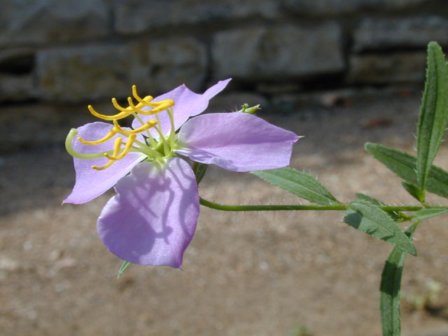 Rhexia mariana var. mariana (Maryland meadow beauty) #14562