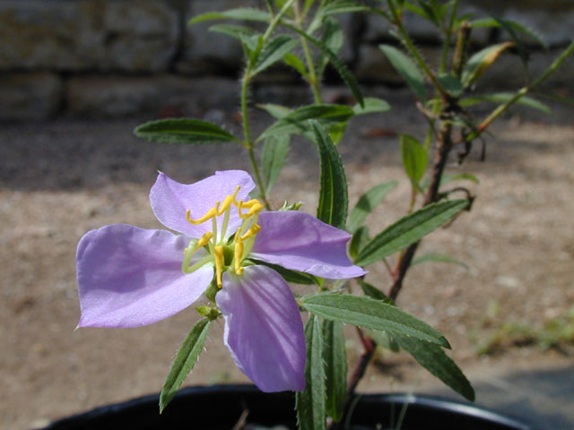 Rhexia mariana var. mariana (Maryland meadow beauty) #14563