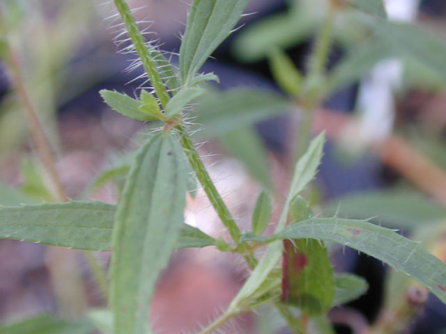 Rhexia mariana var. mariana (Maryland meadow beauty) #14569