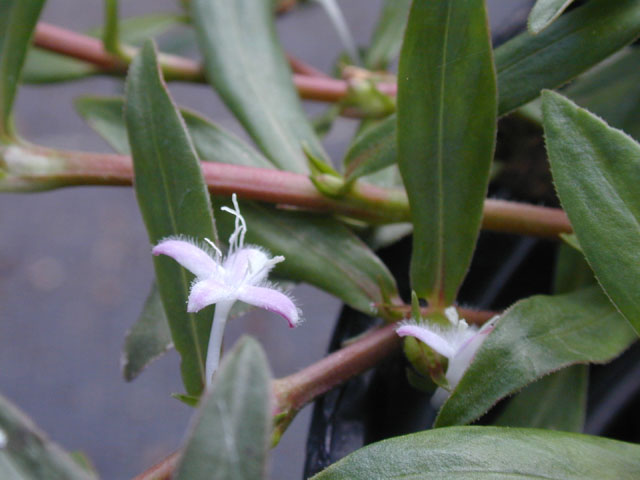 Diodia virginiana (Virginia buttonweed) #14570