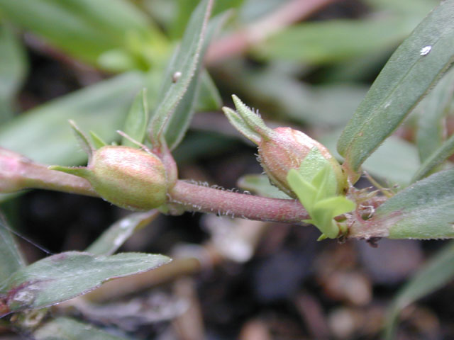 Diodia virginiana (Virginia buttonweed) #14571