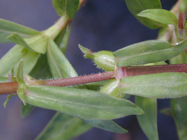 Diodia virginiana (Virginia buttonweed) #14572