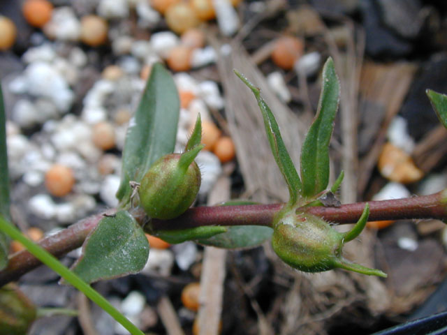 Diodia virginiana (Virginia buttonweed) #14573