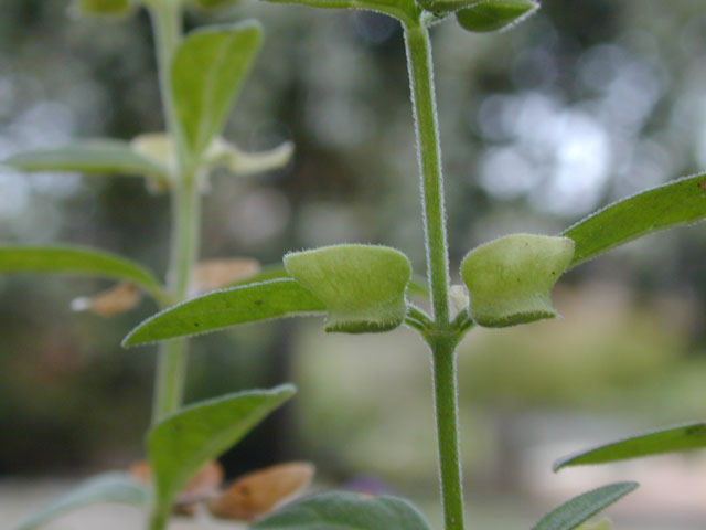 Scutellaria drummondii var. drummondii (Drummond's skullcap) #14610