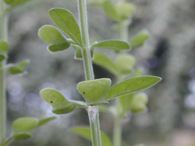 Scutellaria drummondii var. drummondii (Drummond's skullcap) #14612